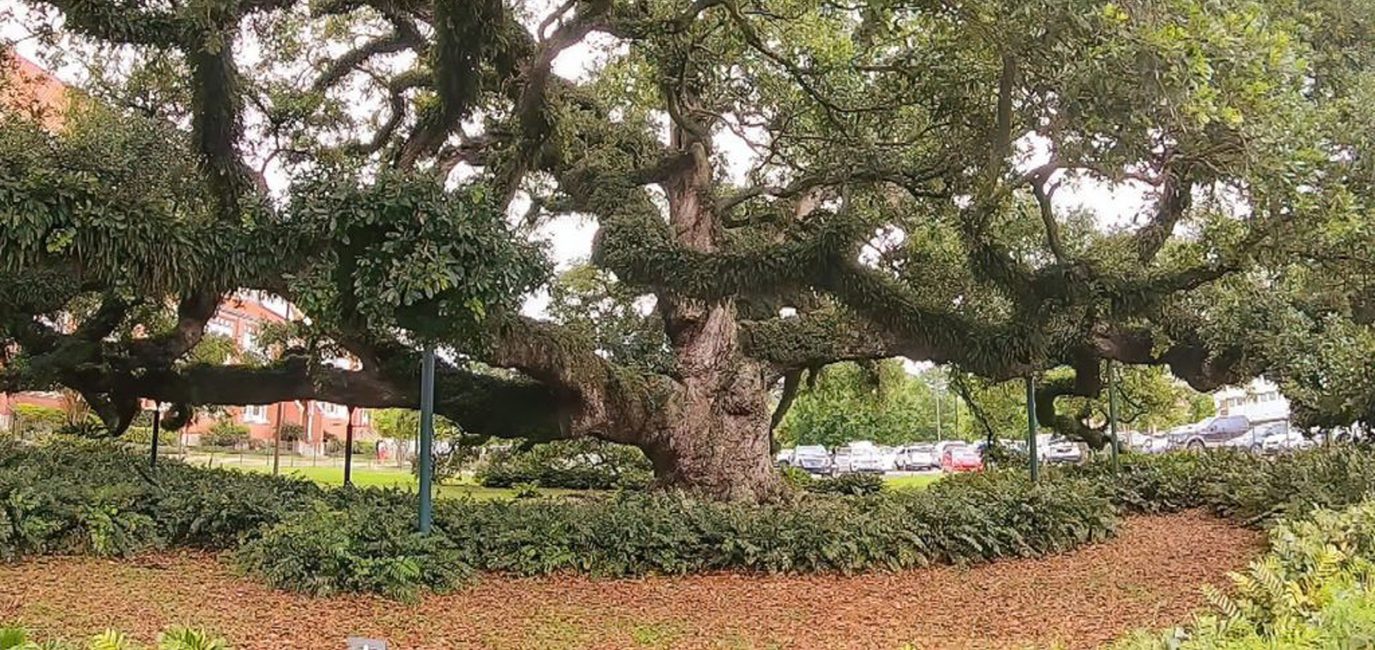 photo of BR oak tree